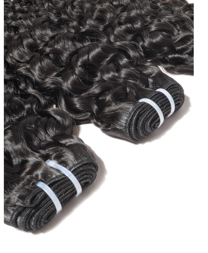 Signature Burmese Curly